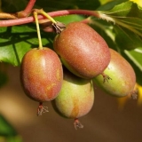 Actinidia: sadnja i njega u predgrađu